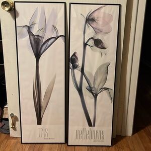 X-Ray floral framed poster set